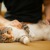 A person rubs a cat's belly on a sofa